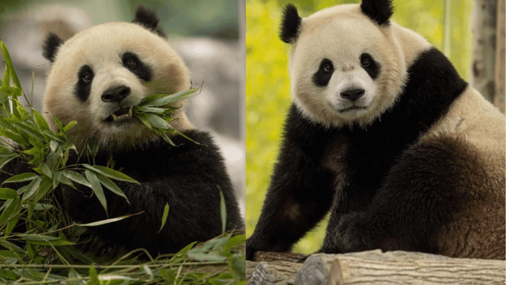 Giant Pandas Bao Li and Qing Bao Return to DC’s National Zoo